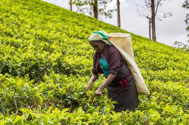 NUWARA ELIYA, SRI LANKA - 15 Şubat 2020: Nuwara Eliya, Sri Lanka 'daki çay tarlasında çay toplayan kadın