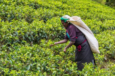 NUWARA ELIYA, SRI LANKA - 15 Şubat 2020: Nuwara Eliya, Sri Lanka 'daki çay tarlasında çay toplayan kadın