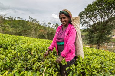NUWARA ELIYA, SRI LANKA - 15 Şubat 2020: Nuwara Eliya, Sri Lanka 'daki çay tarlasında çay toplayan kadın