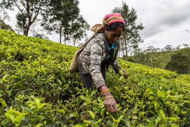 NUWARA ELIYA, SRI LANKA - 15 Şubat 2020: Nuwara Eliya, Sri Lanka 'daki çay tarlasında çay toplayan kadın