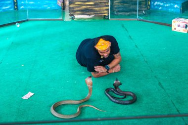 PATTAYA, THAILAND - 23 Şubat 2020 Yılan Şovu, Pattaya 'daki bir gösteri sırasında kobrayla oyuncu