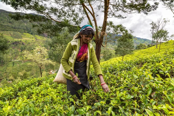 Nuwara Eliya Sri Lanka Ruari 2020 Kvinnlig Plockare Plantage Nuwara — Stockfoto