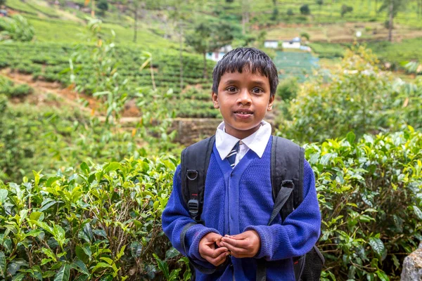 Écolier Dans Les Plantations Thé Nuwara Eliya Sri Lanka — Photo