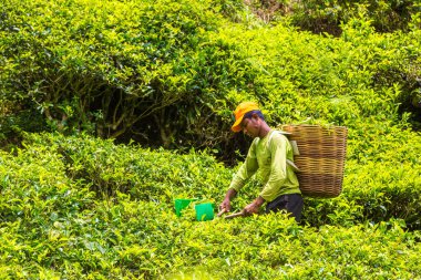 CAMERON HIGHLANDS, MALAYSIA - 22 Şubat 2020: Cameron Highlands, Malezya 'daki çay tarlasında çay yaprağı toplayan işçi
