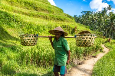BALI, INDONEZYA - 28 Şubat 2020: Yaşlı çiftçi Bali, Endonezya 'daki Tegallalang pirinç teras sahasında omuzunda sepet taşıyor