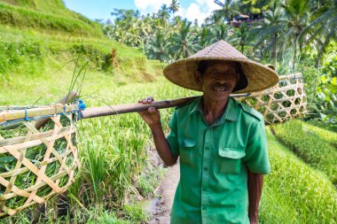 BALI, INDONEZYA - 28 Şubat 2020: Yaşlı çiftçi Bali, Endonezya 'daki Tegallalang pirinç teras sahasında omuzunda sepet taşıyor