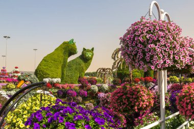 DUBAI, BİRLİK ARAB EMIRATES - 31 Ocak 2020: Güneşli bir günde Dubai mucizevi bahçesi, Birleşik Arap Emirlikleri