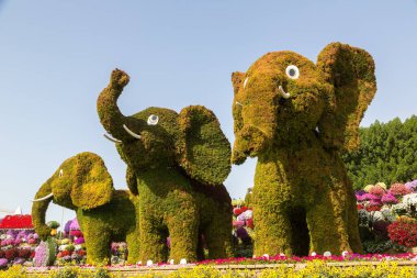 DUBAI, BİRLİK ARAB EMIRATES - 31 Ocak 2020: Güneşli bir günde Dubai mucizevi bahçesi, Birleşik Arap Emirlikleri