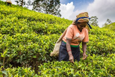 NUWARA ELIYA, SRI LANKA - 15 Şubat 2020: Nuwara Eliya, Sri Lanka 'daki çay tarlasında çay toplayan kadın