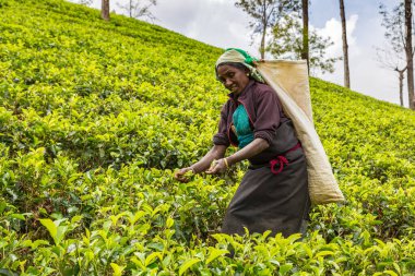 NUWARA ELIYA, SRI LANKA - 15 Şubat 2020: Nuwara Eliya, Sri Lanka 'daki çay tarlasında çay toplayan kadın