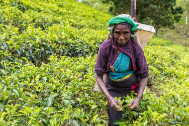 NUWARA ELIYA, SRI LANKA - 15 Şubat 2020: Nuwara Eliya, Sri Lanka 'daki çay tarlasında çay toplayan kadın