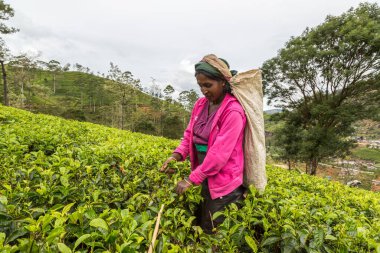 NUWARA ELIYA, SRI LANKA - 15 Şubat 2020: Nuwara Eliya, Sri Lanka 'daki çay tarlasında çay toplayan kadın