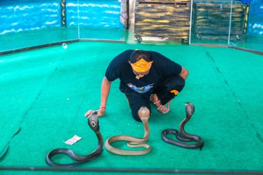 PATTAYA, THAILAND - 23 Şubat 2020 Yılan Şovu, Pattaya 'daki bir gösteri sırasında kobrayla oyuncu