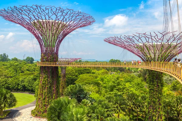 Singapore Junho 2019 Supertree Grove Skyway Gardens Bay Singapura Perto — Fotografia de Stock