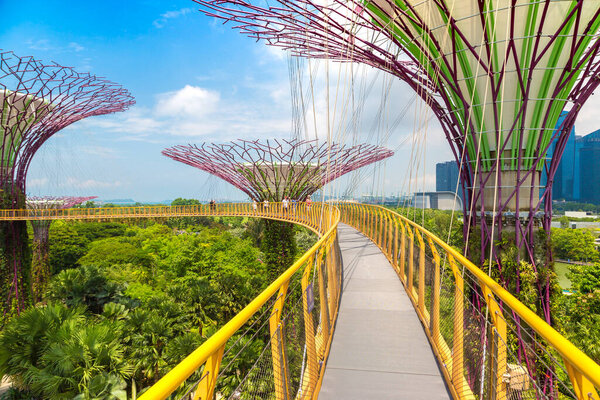 SINGAPORE - JUNE 23, 2019: The Supertree Grove and Skyway at Gardens by the Bay in Singapore near Marina Bay Sands hotel at summer day