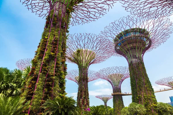 Singapur Juni 2019 Der Supertree Grove Und Skyway Gardens Bay — Stockfoto