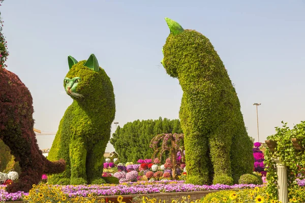 Dubai United Arab Emirates Января 2020 Dubai Miracle Garden Sunny — стоковое фото