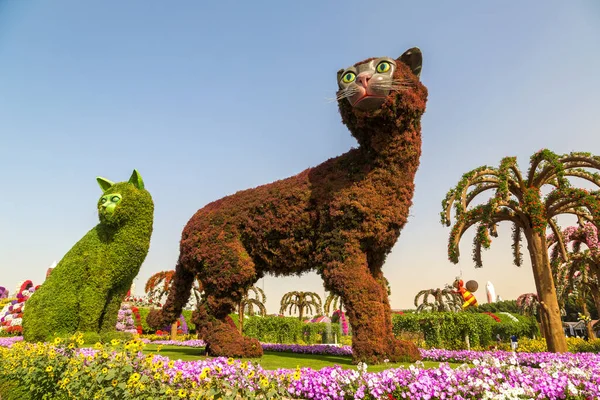 Dubai United Arab Emirates Января 2020 Dubai Miracle Garden Sunny — стоковое фото