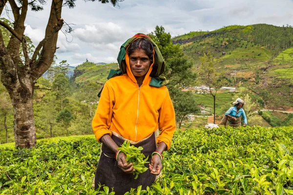 Nuwara Eliya Sri Lanka Ruari 2020 Kvinnlig Plockare Plantage Nuwara — Stockfoto