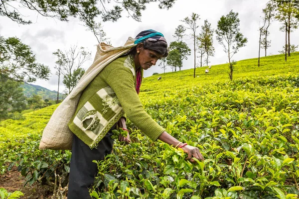 Nuwara Eliya Sri Lanka Февраля 2020 Года Женщина Сборщик Чая — стоковое фото