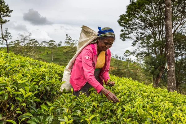 Nuwara Eliya Sri Lanka Ruari 2020 Kvinnlig Plockare Plantage Nuwara — Stockfoto