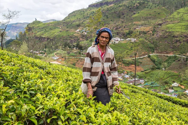 Nuwara Eliya Sri Lanka February 2020 Woman Tea Picker Tea — Stock Photo, Image