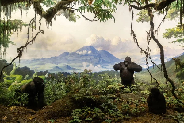 Nova Cidade Iorque Eua Março 2020 Gorila Museu Americano História — Fotografia de Stock