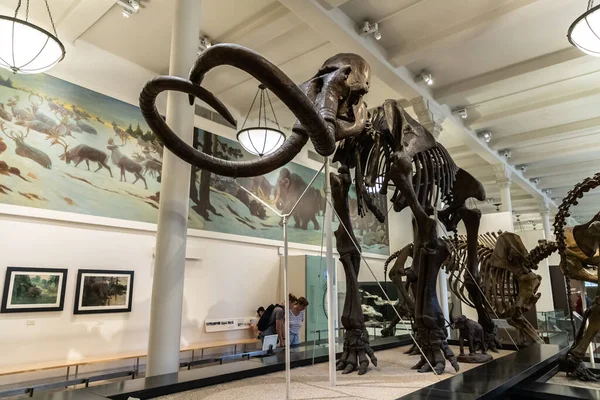 New York City Usa March 2020 Elephant American Museum Natural — Stock Photo, Image