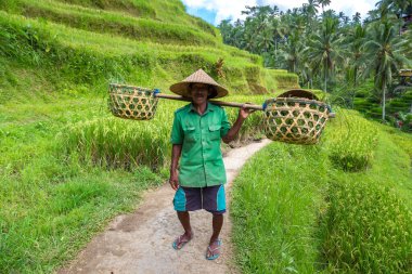 BALI, INDONEZYA - 28 Şubat 2020: Yaşlı çiftçi Bali, Endonezya 'daki Tegallalang pirinç teras sahasında omuzunda sepet taşıyor