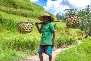 BALI, INDONEZYA - 28 Şubat 2020: Yaşlı çiftçi Bali, Endonezya 'daki Tegallalang pirinç teras sahasında omuzunda sepet taşıyor