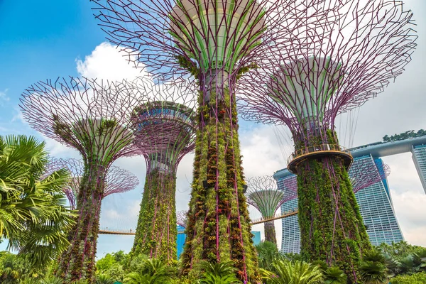 Singapur Juni 2019 Supertree Grove Skyway Gardens Bay Marina Bay — Stockfoto