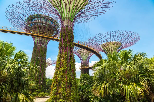 Singapur Juni 2019 Der Supertree Grove Und Skyway Gardens Bay — Stockfoto