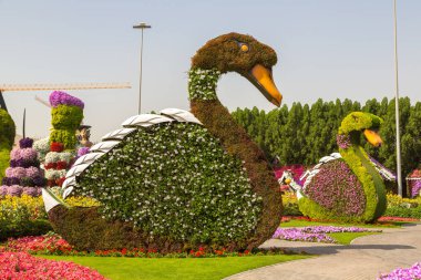 DUBAI, BİRLİK ARAB EMIRATES - 31 Ocak 2020: Güneşli bir günde Dubai mucizevi bahçesi, Birleşik Arap Emirlikleri