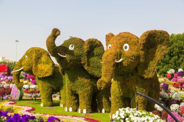 DUBAI, BİRLİK ARAB EMIRATES - 31 Ocak 2020: Güneşli bir günde Dubai mucizevi bahçesi, Birleşik Arap Emirlikleri