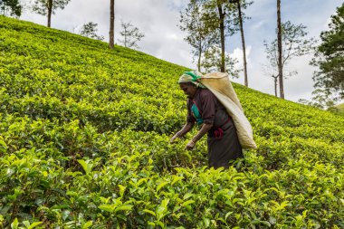 NUWARA ELIYA, SRI LANKA - 15 Şubat 2020: Nuwara Eliya, Sri Lanka 'daki çay tarlasında çay toplayan kadın
