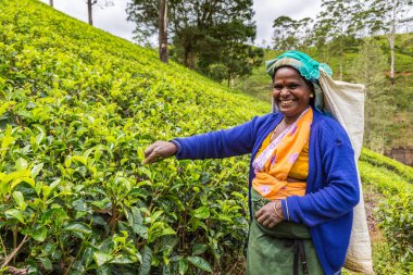NUWARA ELIYA, SRI LANKA - 15 Şubat 2020: Nuwara Eliya, Sri Lanka 'daki çay tarlasında çay toplayan kadın
