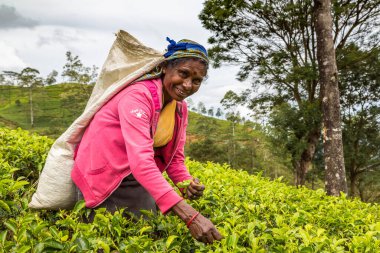 NUWARA ELIYA, SRI LANKA - 15 Şubat 2020: Nuwara Eliya, Sri Lanka 'daki çay tarlasında çay toplayan kadın