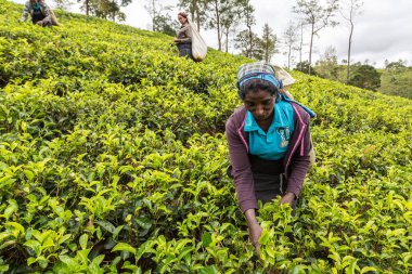 NUWARA ELIYA, SRI LANKA - 15 Şubat 2020: Nuwara Eliya, Sri Lanka 'daki çay tarlasında çay toplayan kadın