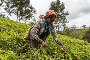 NUWARA ELIYA, SRI LANKA - 15 Şubat 2020: Nuwara Eliya, Sri Lanka 'daki çay tarlasında çay toplayan kadın