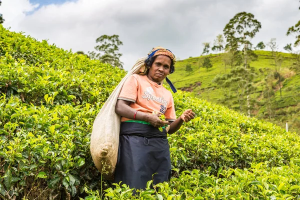 Nuwara Eliya Sri Lanka Ruari 2020 Kvinnlig Plockare Plantage Nuwara — Stockfoto