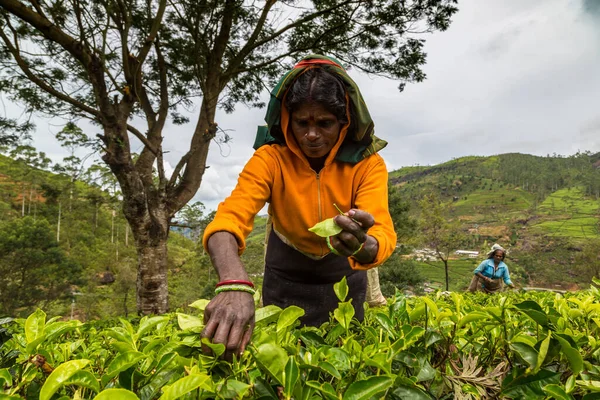 Nuwara Eliya Sri Lanka February 2020 Woman Tea Picker Tea — Stock Photo, Image