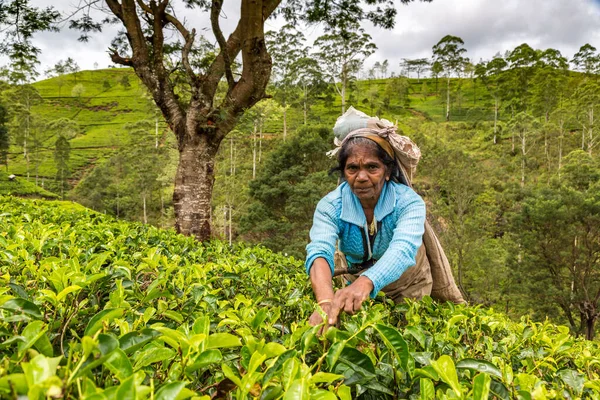 Nuwara Eliya Sri Lanka February 2020 Woman Tea Picker Tea — Stock Photo, Image