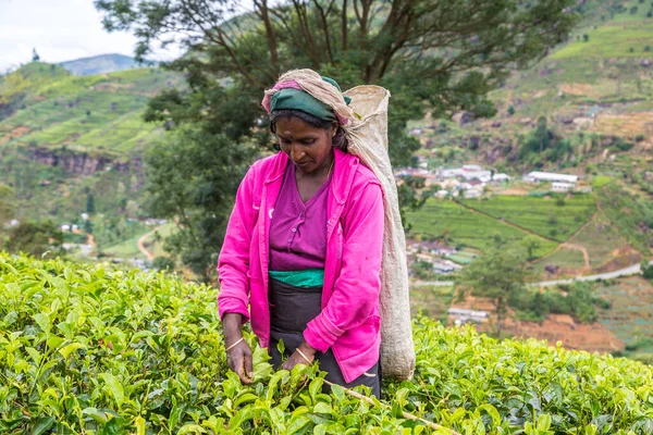 Nuwara Eliya Sri Lanka February 2020 Woman Tea Picker Tea — Stock Photo, Image