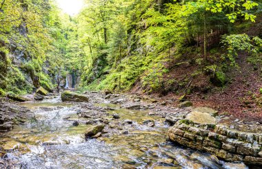 Karpat orman içinde bir güzel yaz gün, Ukrayna dağ Nehri Panoraması