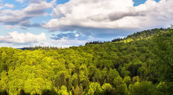 Panorama Del Bosque Montañoso Los Cárpatos Hermoso Día Verano Ucrania — Foto de Stock