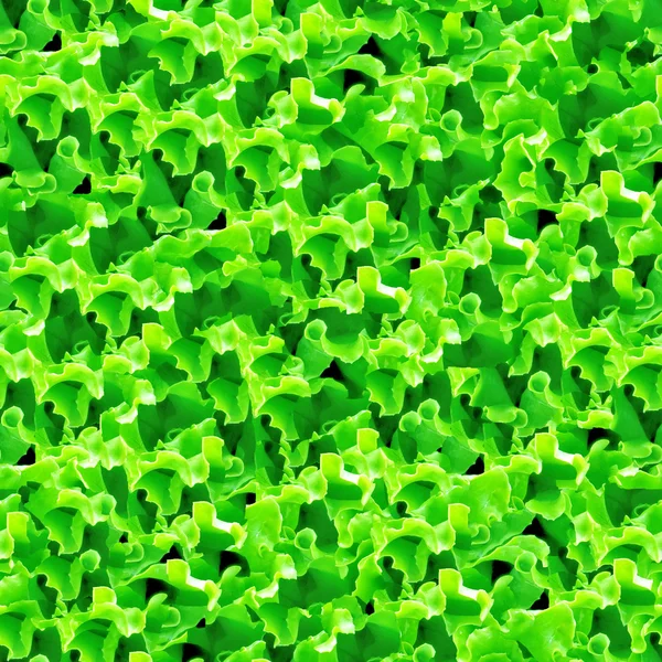 Seamless green lettuce background. — Stock Photo, Image