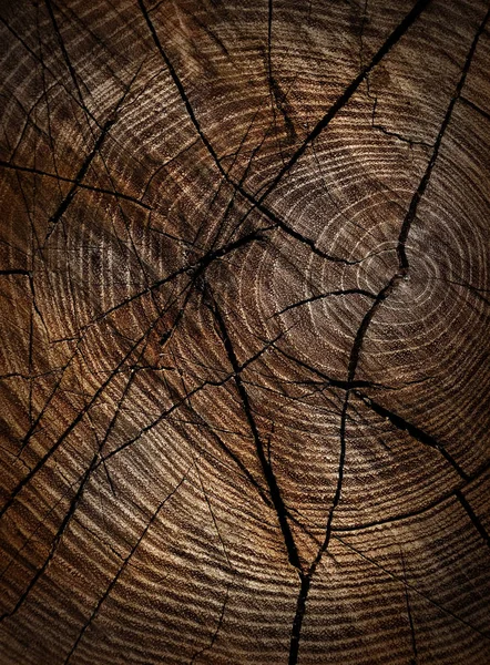 Textura de madeira close-up fundo . — Fotografia de Stock