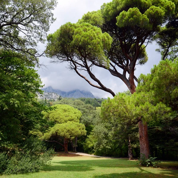 Park with green trees and a mountain in the background. — Stock Photo, Image