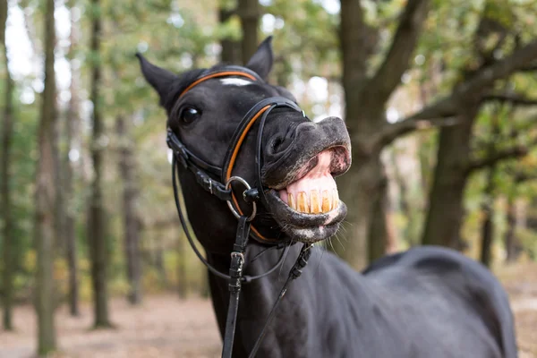 Funny smiling black horse — Stock Photo, Image