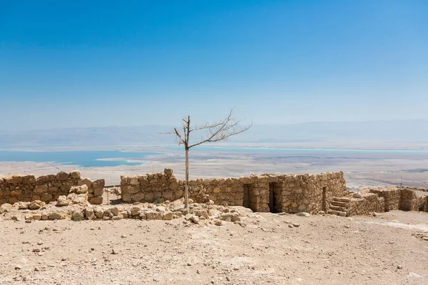 Árvore seca solitária em Masada National Pakk — Fotografia de Stock